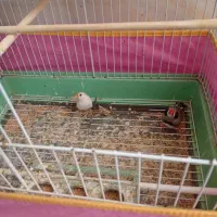 جفت فنچ|پرنده|اردکان, |دیوار