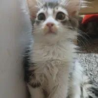 واگذاری فوری،گربه های نژاددارواصیل|گربه|اهواز, کوی جانبازان(دانش)|دیوار