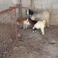 سلام باعرض ادب یه غوچ داشتی درجه 1بایه بز دوقلو
