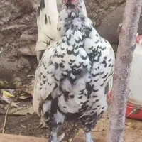 مرغ و خروس|حیوانات مزرعه|تربتحیدریه, طالقانی|دیوار