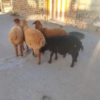 بره نر ماده