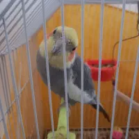 عروس هلندی نر|پرنده|کوچصفهان, |دیوار