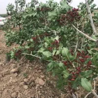 باغچه-نقلی-مناسب-سرمایه-گذاری-و-استفاده
