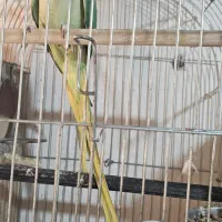 جفت شاه طوطی چهارتخم مولد|پرنده|بندرعباس, |دیوار