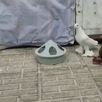 لوتی اویناخ نر