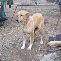 سگ ماده|سگ|اردبیل, |دیوار