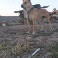 سگ سرابی گمشده