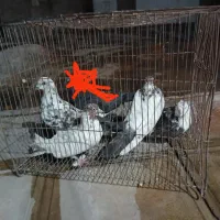 کبوتر|پرنده|ایوان, |دیوار