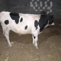یک گاو نر درجه یک