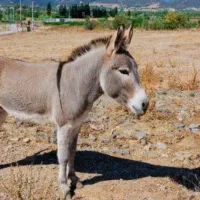 فروش دو راستی الاغ نر و ماده|حیوانات مزرعه|لامرد, |دیوار