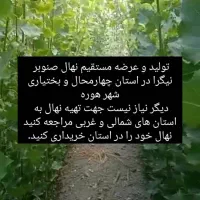 فروش نهال صنوبر نیگرا