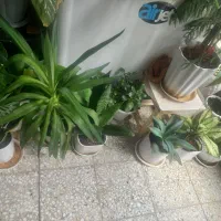 گل طبیعی|گل و گیاه طبیعی|شهرکرد, |دیوار