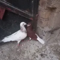 کبوتر|پرنده|شیراز, آزادگان|دیوار