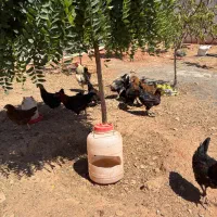 فروش مرغ و خروس و غاز ومرغ شاخدار