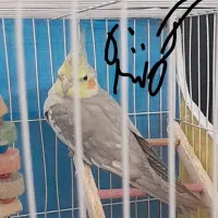 گمشده