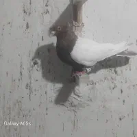 سینه سرخ|پرنده|تربت جام, معدآباد|دیوار