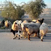 فروش 18 راس شیشک میش ابستن و بره دار|حیوانات مزرعه|کازرون, |دیوار