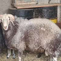 شیشک قوچ افشار چهار دندان 37000000|حیوانات مزرعه|شاهین‌شهر, گزبرخوار|دیوار