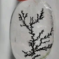 در شجره کاملا طبیعی قواره‌دار فوق کلکسیونی