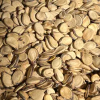 بذر هندوانه ونخود فرنگی زیر قیمت