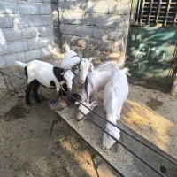 بز سه قلو در زیارتعلی