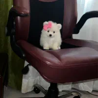 سگ پامرانین عروسکی