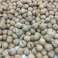 گردوی درجه یک مغز سفید|خوردنی و آشامیدنی|اهواز, گلستان|دیوار