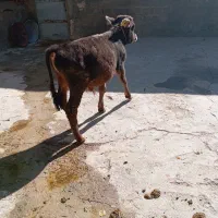 گوساله سالم وسر زنده