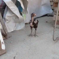 جوجه لاری دو ماه و‌نیم