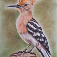 کلاسهای آموزش طراحی و نقاشی ترمه