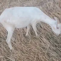 دو راس بز نر و ماده نژاد سانن