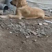 آلابای ۷ماهه شجره دار فروشی ۹ میلیون قیمت|سگ|گنبد کاووس, |دیوار