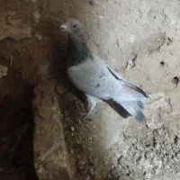کفتر