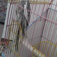 عروس هلندی (نر)|پرنده|ارومیه, |دیوار