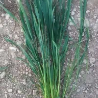 گندم اکلید فرانسوی بهترین در مقابل دیگر ارقام|خدمات باغبانی و درختکاری|خزل, |دیوار