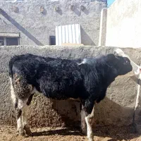 گــوســالــه.