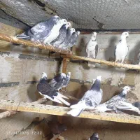 تعداد 10جفت جوجه دهن دوم فروشی جفت دو میلیون