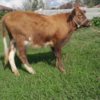 لیشه درشت گوساله ماده گاو