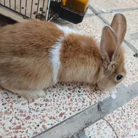 خرگوش