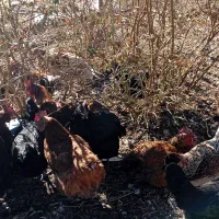 حدود 30عدد مرغ و3خروس و2عدد بوقلمون ماده