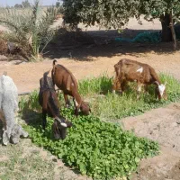 بز ابستن|حیوانات مزرعه|جیرفت, |دیوار