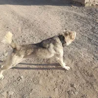 سلام دوستان سگ به شرط گله|سگ|بیرجند, |دیوار