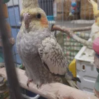 عروس هلندی نر