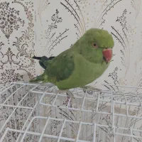 3 عدد پرنده ( طوطی ملنگو ، عروس هلندی ، کوتوله )
