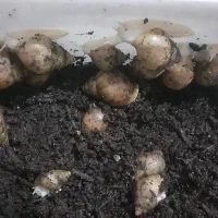 حلزون آلبینو|خزنده|قم, شاه ابراهیم|دیوار