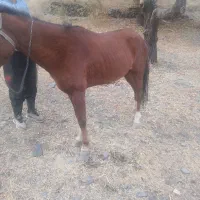 اسب نریون خودیرقه