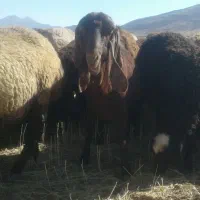 دوراس بز عال مژدی گت شیرا|حیوانات مزرعه|خمین, |دیوار