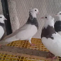 کبوتر طوقی