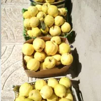 به محلی خوش عطر و شیرین