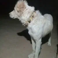 سگ گله ای دهن پاک|سگ|قم, شهرک طالقانی|دیوار